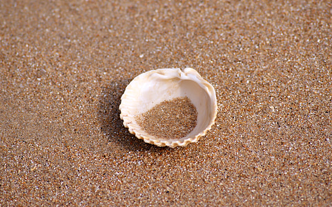 white seashell on thumbnail
