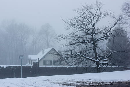 Photo of House Near Tree During Winter thumbnail