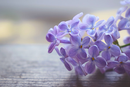 purple flower during daytime thumbnail
