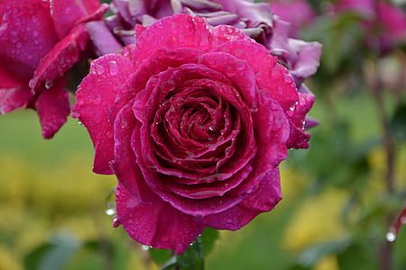 selective focus photography of pink rose thumbnail