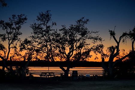 silhouette of trees during dusk thumbnail