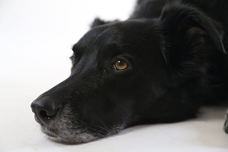 black dog lying on floor thumbnail