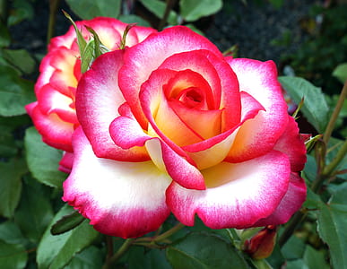 close-up photo of pink petaled flower thumbnail