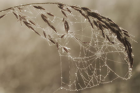 plant, cobwebs, macro, cobweb thumbnail