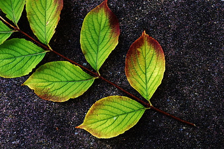 closeup photography of green leaf thumbnail