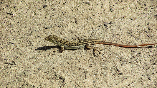 Lizard, Acanthodactylus Schreiberi thumbnail