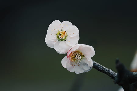 white petaled flower in bloom thumbnail