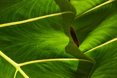 green leaves thumbnail