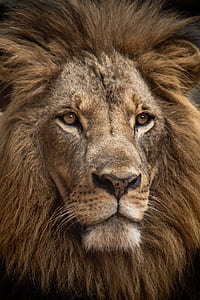 brown lion thumbnail