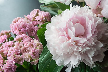 white and pink flowers thumbnail