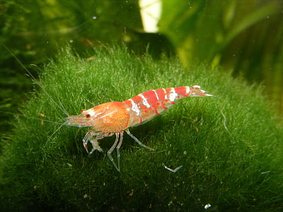 shrimp thumbnail