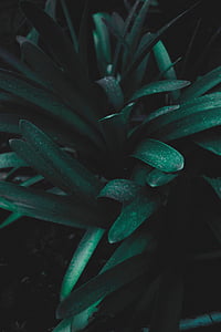 green leafed plants thumbnail