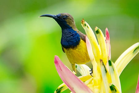 long-beaked yellow and blue bird on flower thumbnail
