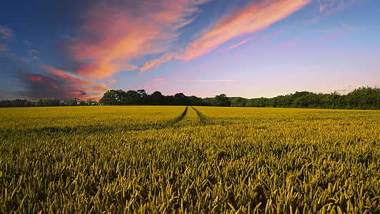 green grass field and trees thumbnail