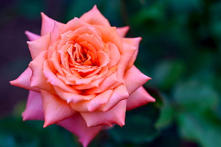 closeup photography of pink rose thumbnail