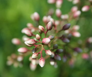 white, pink, and purple plant thumbnail