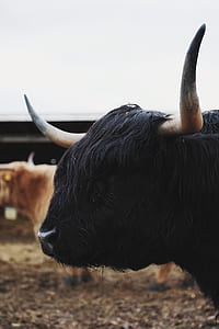black yak thumbnail