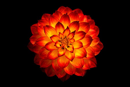 closeup photography of red and yellow dahlia flower thumbnail