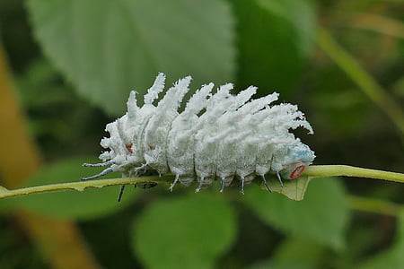selective macro photography of white caterpillar on plant stem thumbnail