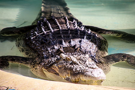 crocodile on body of water thumbnail