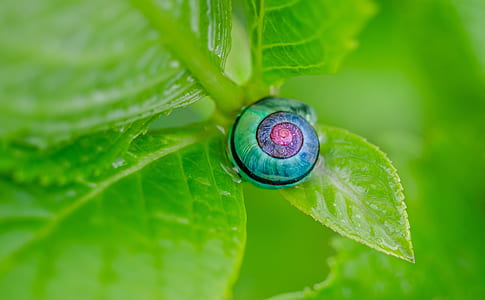 purple and green caterpillar on green leaf thumbnail
