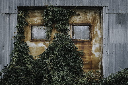 green leaf trees growing near house thumbnail