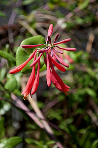 Red Coral Bean Flower, Cherokee Bean thumbnail