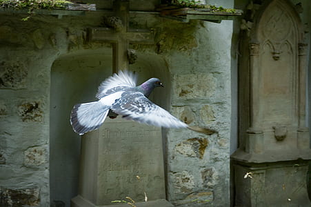 wood, bird, wall, cross thumbnail