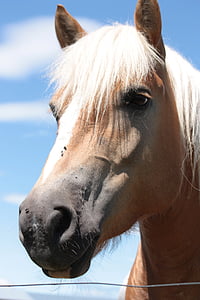 brown and white horse thumbnail