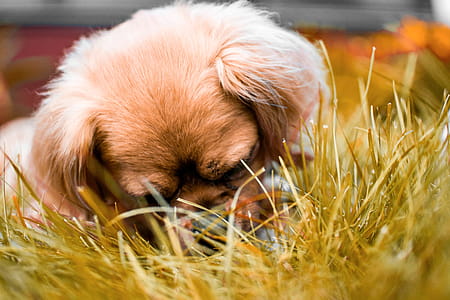 Brown Tibetan Spaniel Puppy Laying Down on Grass thumbnail