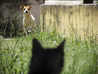 short-coated brown and white dog near green grass during daytime thumbnail