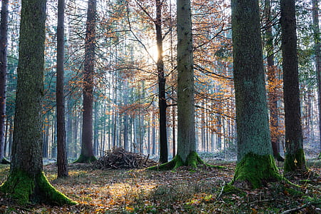 forest during daytime thumbnail