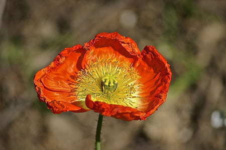 orange poppy flower thumbnail