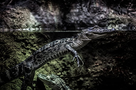 photo of gray aligator in body of water thumbnail