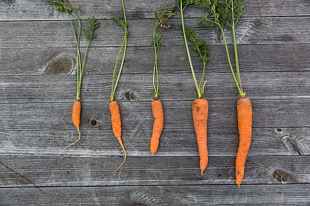 closeup photo of five orange carrots thumbnail