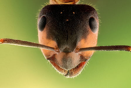 tilt shift lens photography of ant thumbnail
