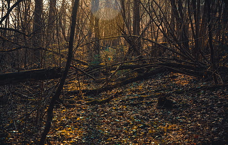 Photo of Brown Withered Trees thumbnail