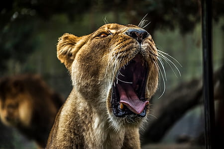 female lion growling during daytime thumbnail