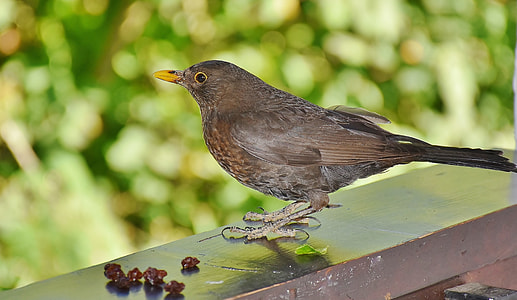 selective focus photography of yellow-billed brown bird thumbnail