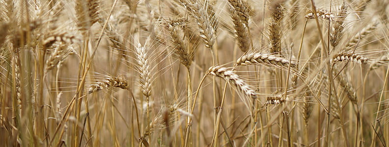 wheat field during daytime thumbnail