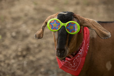 brown goat wearing green sunglasses and red kerchief thumbnail