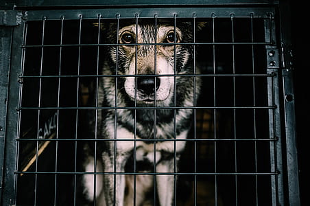 adult sable German shepherd dog inside the cage thumbnail