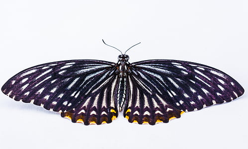 yellow spotted black and white butterfly thumbnail