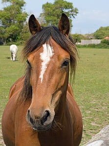 closeup photo of brown horse during daytime thumbnail