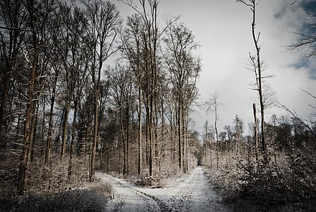 gray sand pathway surrounding trees thumbnail