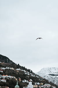 flying brown bird thumbnail
