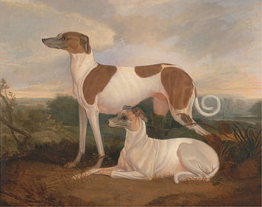 two white English whippets painting thumbnail