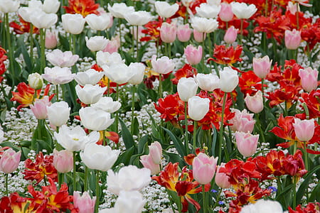 white, pink, and red flowers during daytime thumbnail
