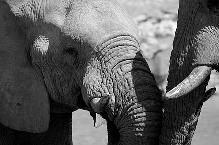 grayscale photo of baby elephant thumbnail
