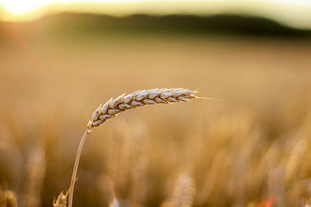 rice grain during daytime thumbnail